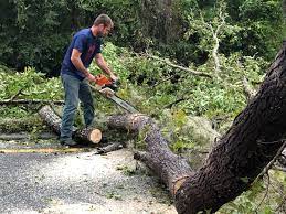 Muenster, TX Tree Removal Pros