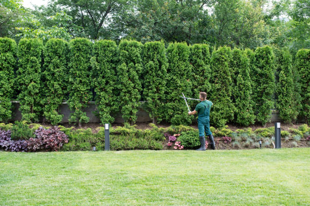 How Our Tree Care Process Works  in  Muenster, TX